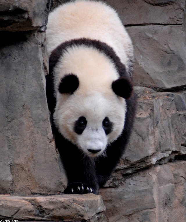 Giant Panda (Ailuropoda melanoleuca).JPG
