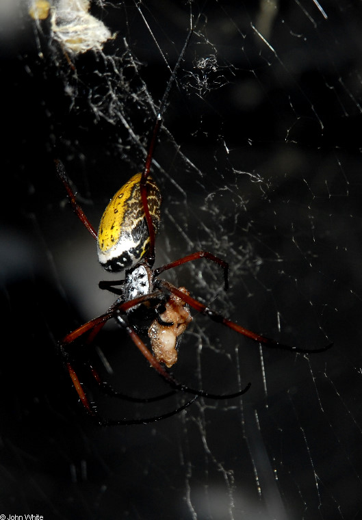 Golden Orb Spider (Nephila madagascariensis).JPG