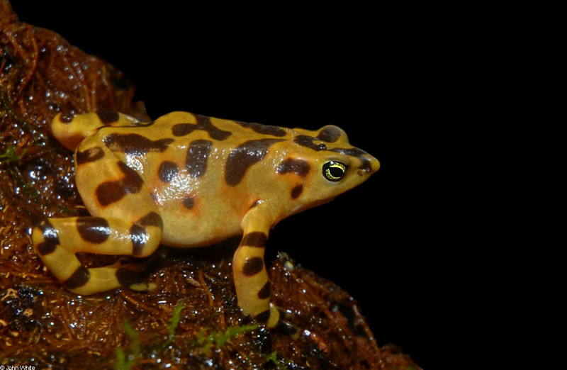 Panamanian Golden Frog (Atelopus zeteki).JPG
