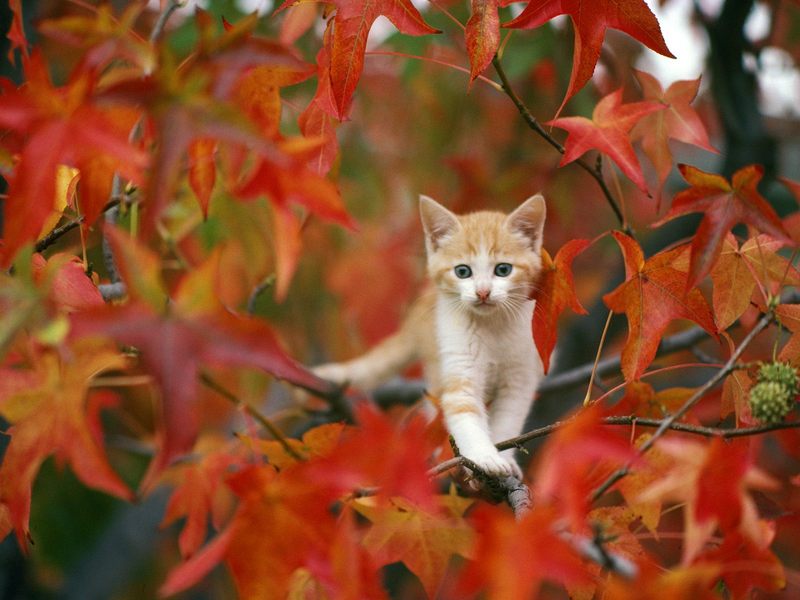 Autumn Tabby.jpg