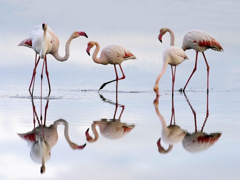 Greater Flamingos Fuente de Piedra Lagoon Spain.jpg
