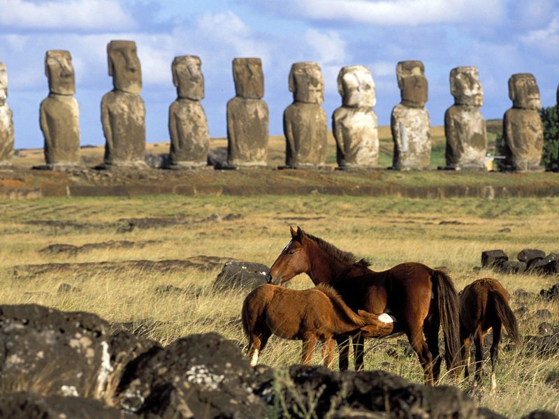 Horses of Easter Island Chile.jpg