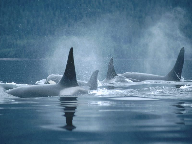 Orca Group Surfacing Johnstone Straits British Columbia Canada.jpg