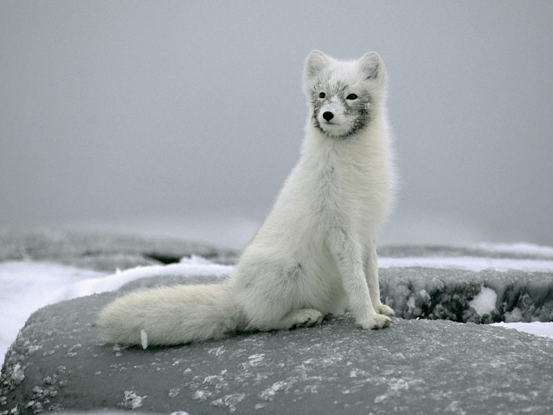 Portrait of an Arctic Fox in Winter Coat Canada.jpg