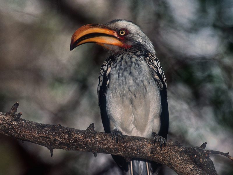 Proud Hornbill Kruger park South Africa.jpg