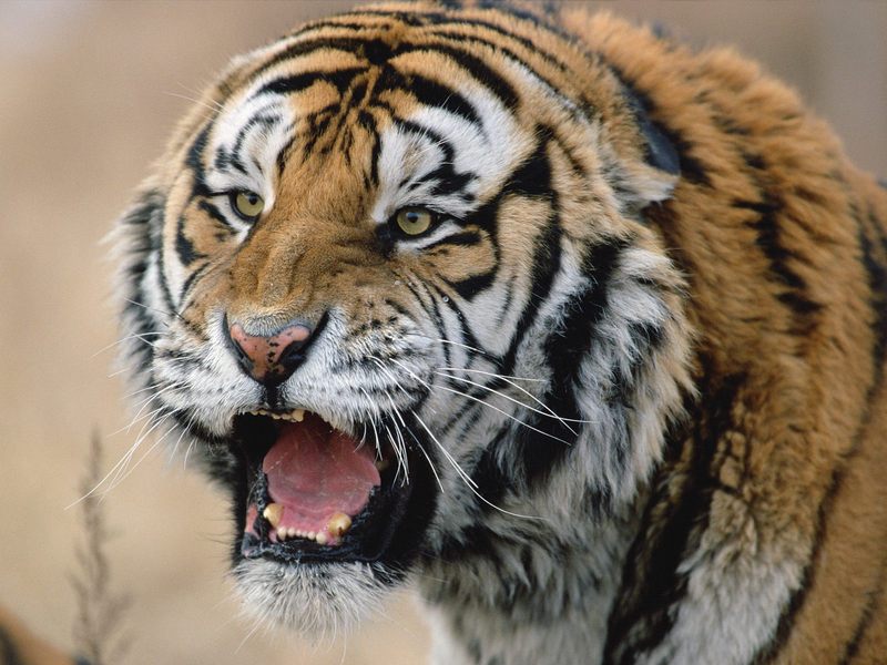 Snarling Siberian Tiger Russia.jpg