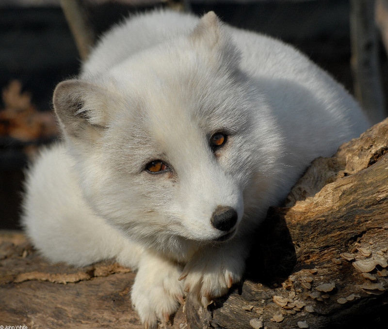 Arctic Fox (Alopex lagopus)003.JPG