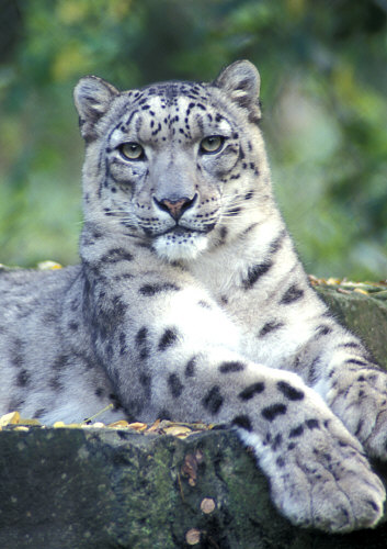 snowleopard 01.jpg