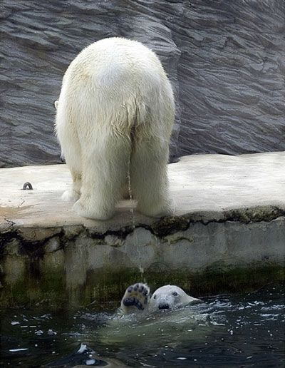 Pee Pee Polar Bear.jpg