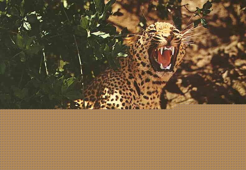 LeopardoMaculato1.jpg