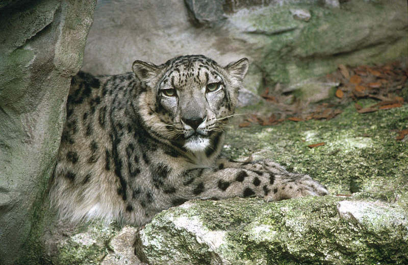 Leopardodellenevi1.jpg