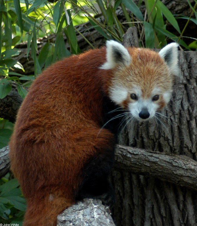Red Panda (Ailurus fulgens).JPG