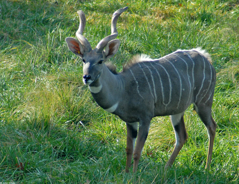 Lesser Kudu (Tragelaphus imberbis australis)582.JPG