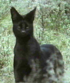 melanistic2.jpg