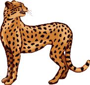cheetah.gif