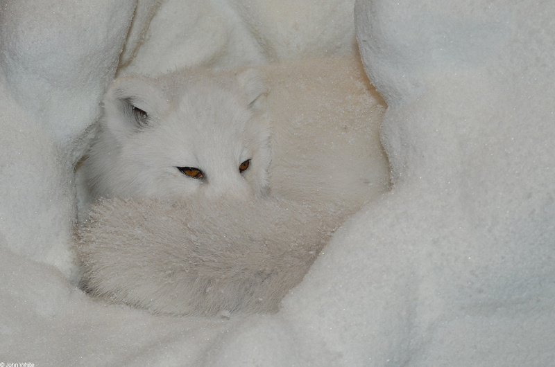 Arctic Fox (Alopex lagopus).jpg