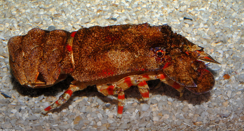 Red-band Slipper Lobster (Arctides regalis).JPG
