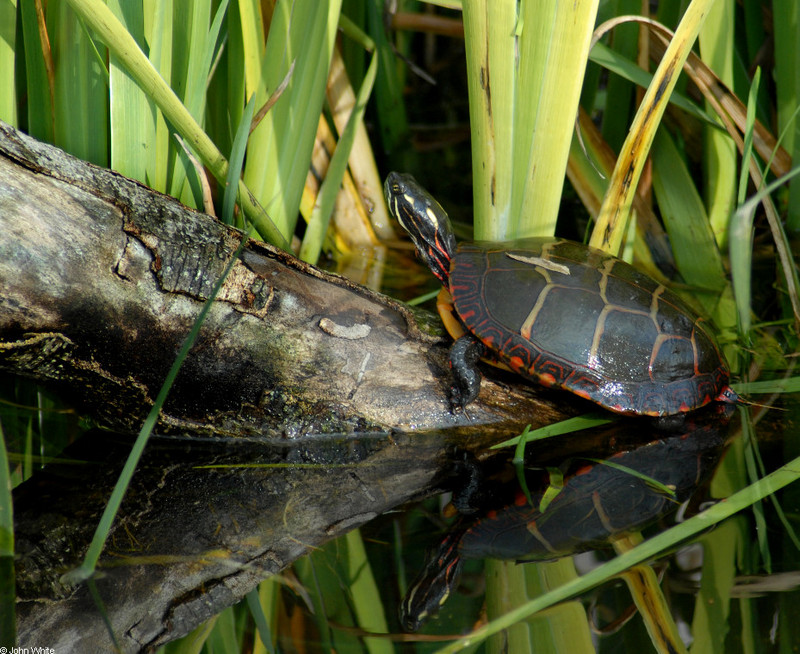 Eastern Painted Turtle (Chrysemys picta picta).JPG