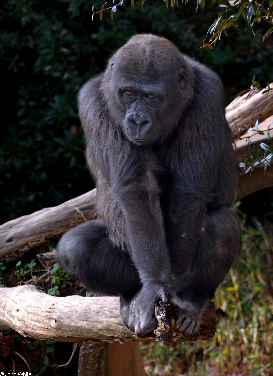 Western Lowland Gorilla (Gorilla gorilla gorilla)001.JPG