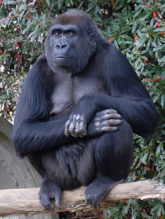 Western Lowland Gorilla (Gorilla gorilla gorilla)002.JPG