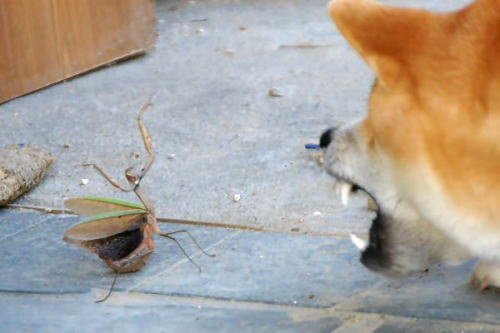 puppy vs mantis.jpg