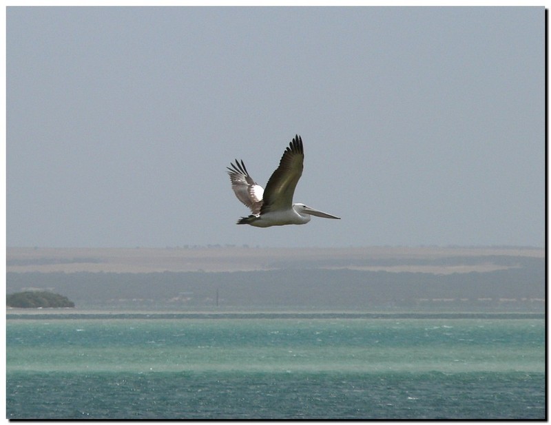 pelican 1106.jpg