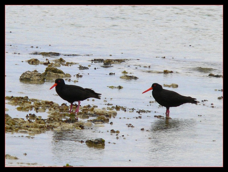 sooty oyster catchers1106.jpg