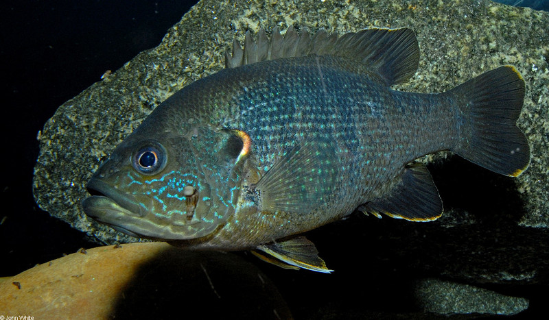 Green Sunfish (Lepomis cyanellus).JPG