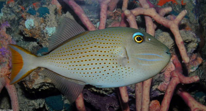 Sargussum Triggerfish (Xanthichthys ringens)002.JPG