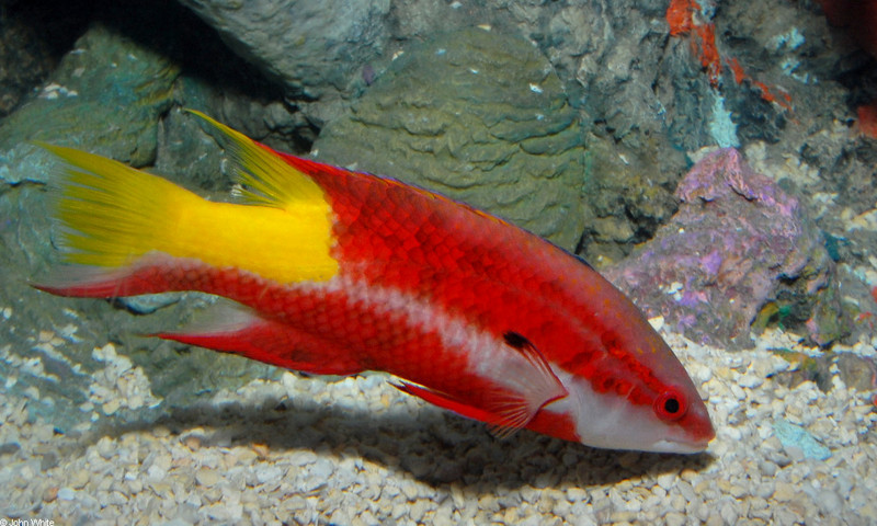 Spotfin Hogfish (Bodianus pulchellus)2.JPG
