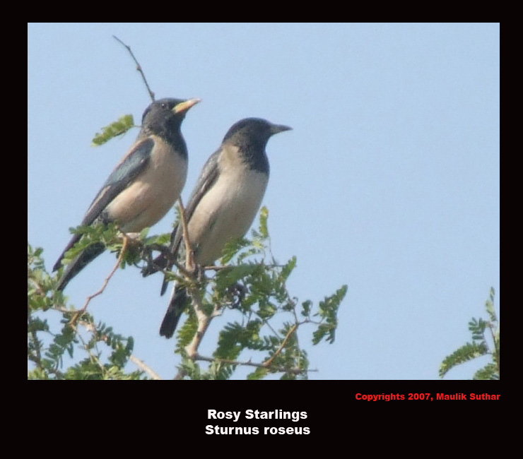 Rosy Starlings Final.jpg