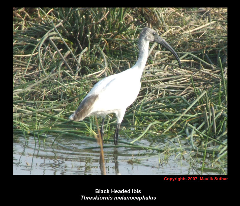 Black headed ibis MPS.jpg