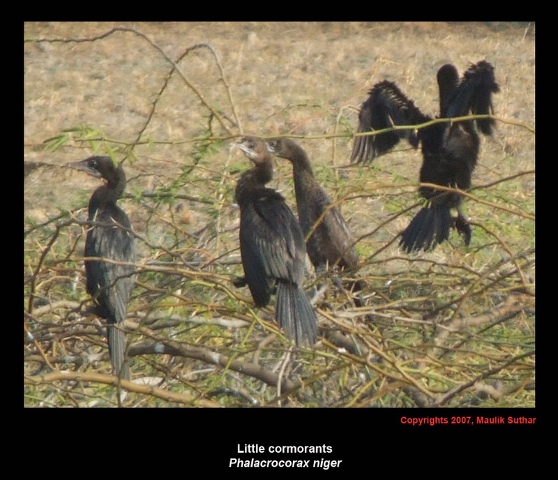 Little cormorants final.jpg