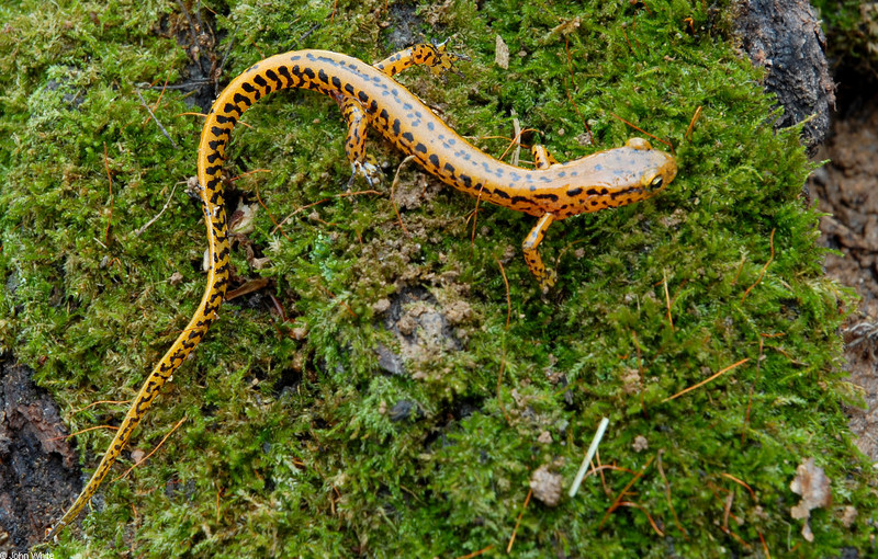 Long-tailed Salamander (Eurycea longicauda longicauda)021.JPG