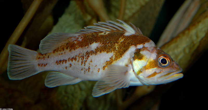 Copper Rockfish (Sebastes caurinus).JPG