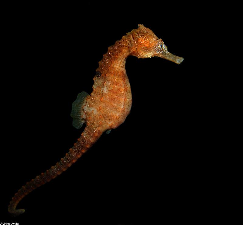Lined Seahorse (Hippocampus erectus)006.JPG