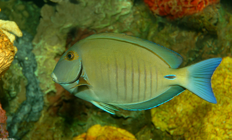 Doctorfish  (Acanthurus chirurgus).JPG