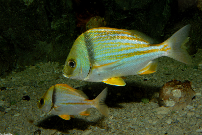 Porkfish (Anisotremus virginicus)002.JPG