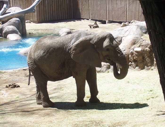 African Elephant Hogle Zoo 6-14-06.jpg