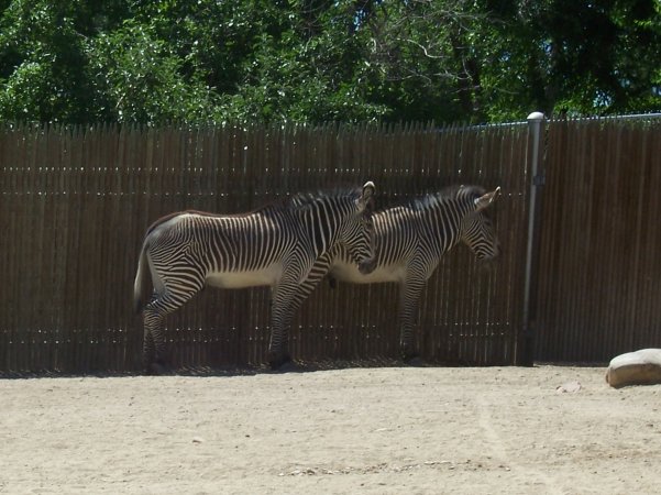 Grevys Zebra 6-14-06.jpg