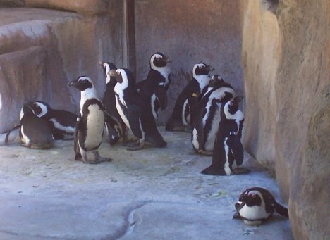 South African Penguin 6-14-06.jpg