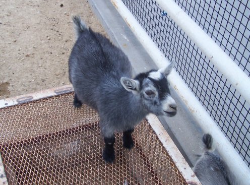 Pygmy goat2 8-13-06.jpg