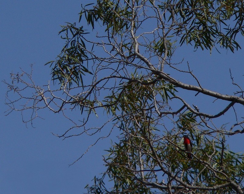 mistletoe bird 1206.jpg
