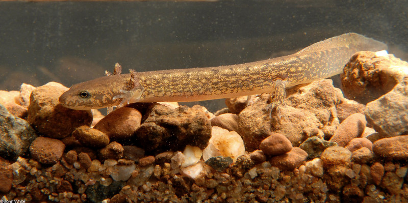 Northern Two-lined Salamander (Eurycea bislineata).jpg