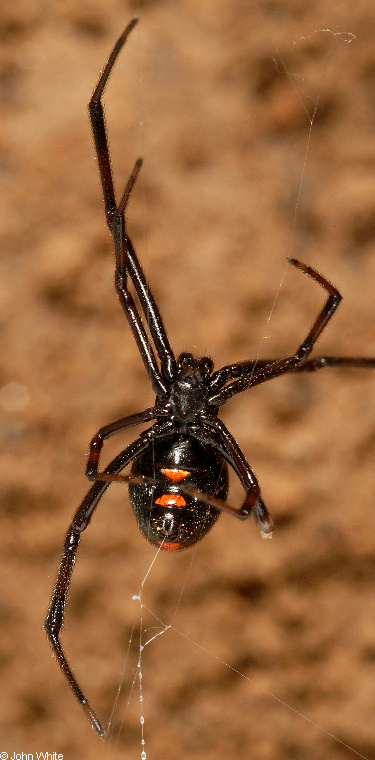 black widow spider009sm.jpg