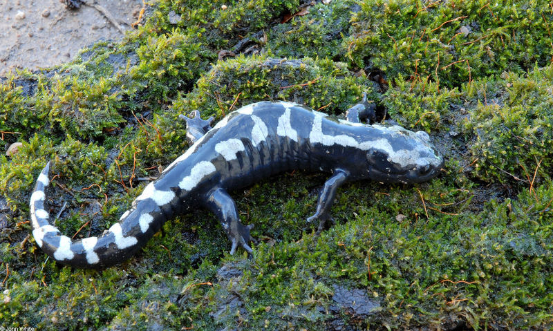 marbled salamander.JPG