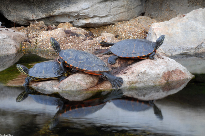 slider-and-Northern Red-bellied Cooter (Pseudemys rubriventris).JPG