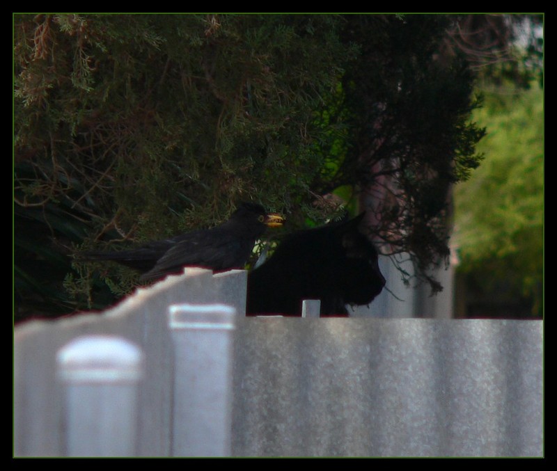 blackbird 107c.jpg