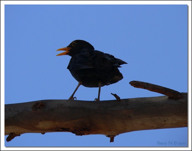 blackbird 107a.jpg