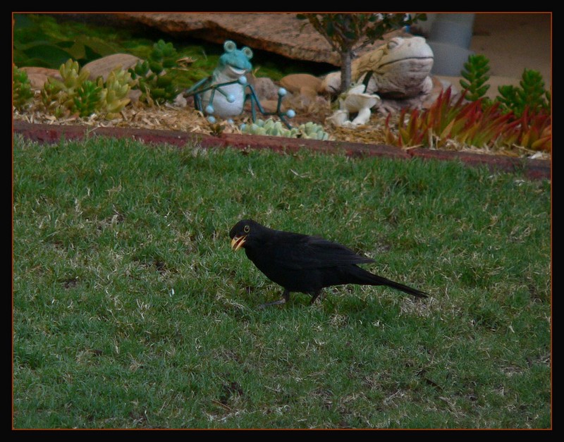 blackbird 107e.jpg